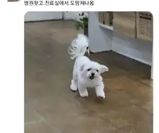 댕댕이 유치원에 데려가 준댔잖아!!