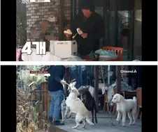 개 사료는 몸에 안좋다는 견주