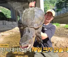 서울에서 포획된 공룡.jpg