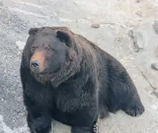스핔한 곰