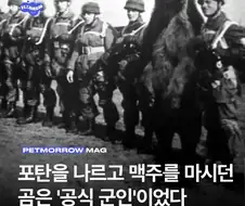 2차대전 공식 군인 곰...