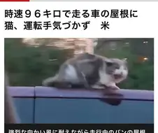 프리코네)차 지붕에 매달린 고양이.manga