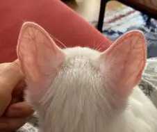고양이 귀 핏줄
