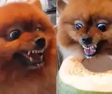 포메라니안의 포악함.jpg