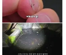 장구벌레 사는 곳에 미꾸라지를 풀었더니