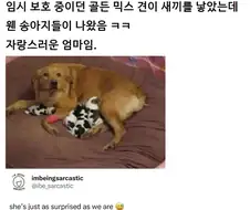 임보 중이던 개가 새끼를 낳음