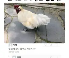털 진짜 곱다 뭐 먹고 사는거지?