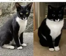길냥이 입양 전과 후