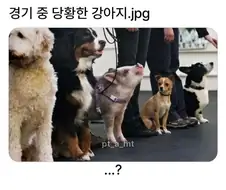 애완견 경기중 당황한 강아지
