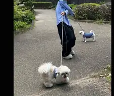 개랑 산책할 때, 코스는 개랑 상의하는거임 ?