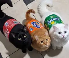 뚱카콜라