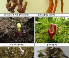 버섯 전문가도 가끔 실수하는 이유