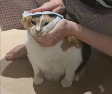 고양이를 닦는 방법.jpg