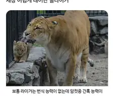 어렵게 태어난 릴라이거
