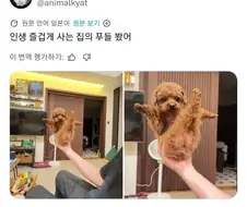 너희들, 초 카와이한 푸들 빵뎅이 본 적 있음?