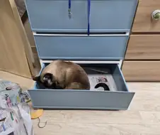 고양이 집사가 휴일에 옷정리를 포기한 이유
