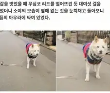 주인과의 인연과 유대의 상징이 곤두박질 쳤다는 사실에 좌절한 멍뭉이.jpg