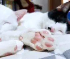의외로 육구=젤리가 없는 동물