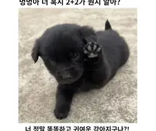벌써부터 산수를 배운 하룻강아지