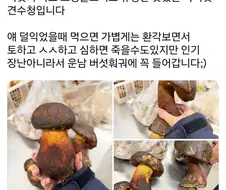 중국 운남의 죽을정도로 맛있는 버섯