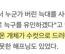 ??? 어떻게 수컷이랑 암컷이랑 구분 못하지?에 대한 디씨인의 대답