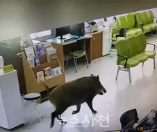 창구직원: 아 바빠죽겠는데 왠 돼지놈이 번호표도 안뽑고 ㅈ1랄이야