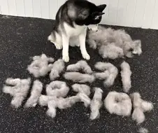 허스키 털빠지는 수준