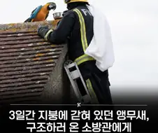위험에 처한 앵무새를 구해주면 들을 수 있는 말
