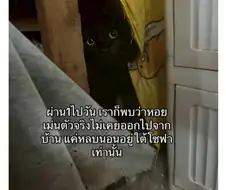 잃어버린 고양이를 찾았음 근데....jpg