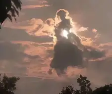 아톨 체리 멍멍이...jpg