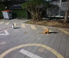 길에서 고양이 찍었어