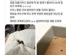 집안에 파리떼가 자꾸 미친듯이 나와요.jpg