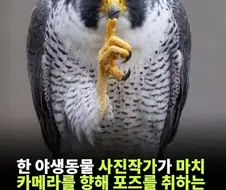쉿하는 송골매 사진.