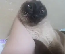 나는 고양이를 괴롭히는 것을 할 수 있다!!!