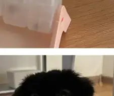 주인님. 이게 머에용?