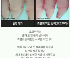 어떤 생선이 출하전에 먹는 음식