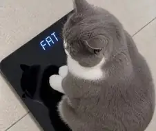 돼냥이