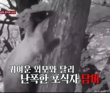 담비 2마리 VS 고라니 1마리의 승부 결과.jpg