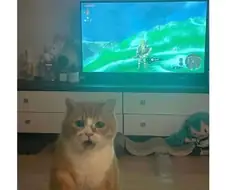 등화관제 고양이.jpg
