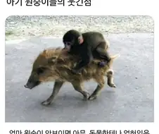 아기 원숭이들의 특징
