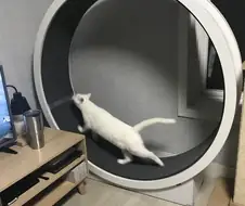 의외로 보기가 쉽지 않다는 집냥이 특성