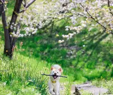 개추다 개추, 개추라고 개추