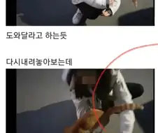 키워달라고 부탁하는 고양이.jpg