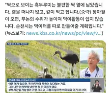날개 다친 짝궁 곁을 지켜준 흑두루미