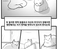 산책 가고 싶은 고양이 manhwa