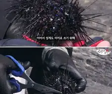 돌돔이 비싼 이유.
