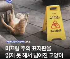 이 사회가 고양이에게 각박하다는 증거
