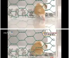 볼빵빵 햄스터가 좁은 구멍을 지나갈 때엔.jpg
