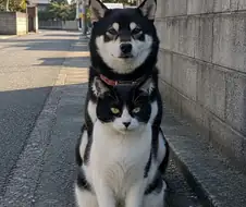 고양이와 댕댕이...
