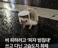 우산으로 피자 받침대를 쓴 고슴도치